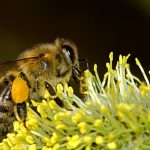 bees-18192_1280